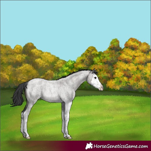 Horse Color:Grullo Roan Splash Rabicano