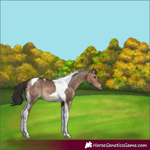 Horse Color:Brown Dun Tobiano 