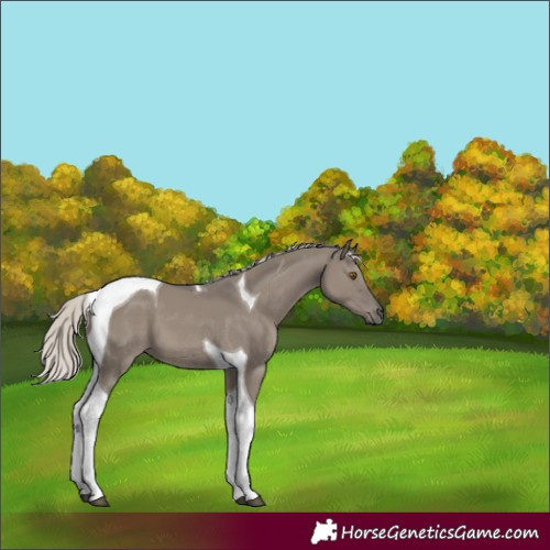 Horse Color:Silver Grullo Tobiano 