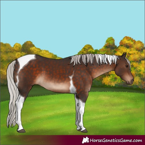 Horse Color:Silver Brown Tobiano 
