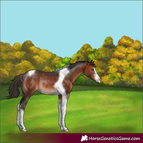 Horse Color:White Spotted Bay Tobiano Rabicano 
