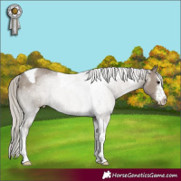 Horse Color:White Spotted Silver Grullo Tobiano Rabicano