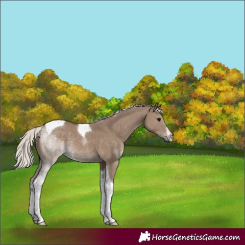 Horse Color:White Spotted Silver Grullo Tobiano Rabicano