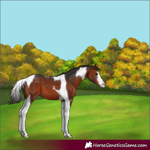 Horse Color:White Spotted Bay Tobiano