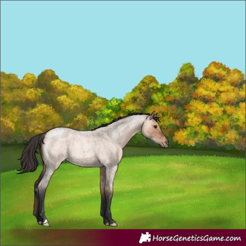 Horse Color:Bay Roan Dun 