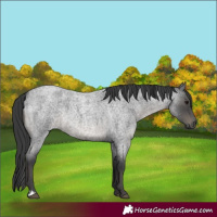 Horse Color:Blue Roan Rabicano 