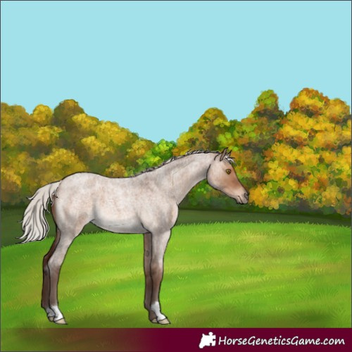 Horse Color:Silver Brown Roan Dun 