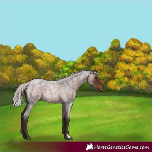 Horse Color:Silver Brown Roan Rabicano 