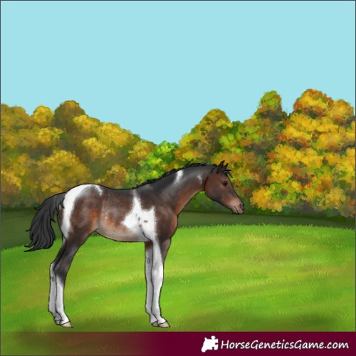 Horse Color:Brown Tobiano Rabicano 