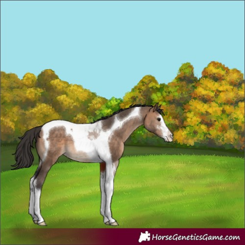 Horse Color:White Spotted Bay Dun Tobiano 