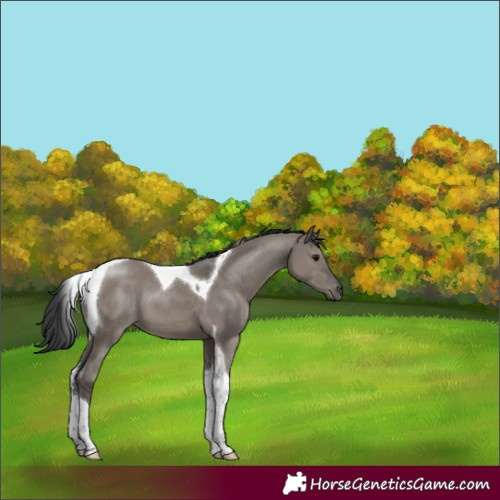 Horse Color:Grullo Tobiano
