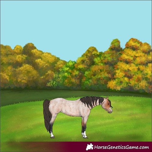 Horse Color:Bay Roan 