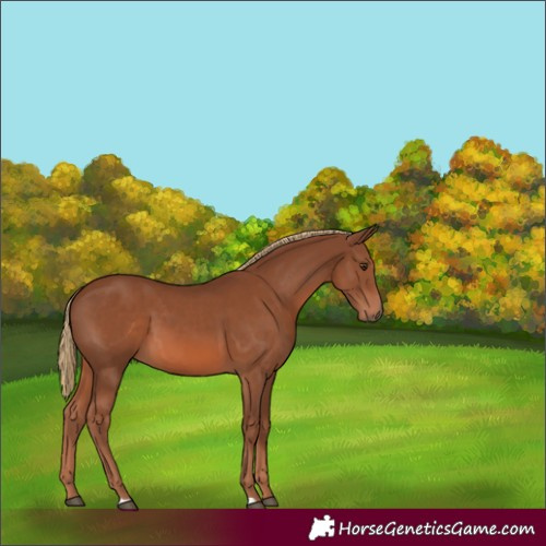 Horse Color:Chestnut 