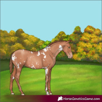 Horse Color:White Spotted Gold Champagne 