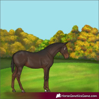 Horse Color:Gray Liver Chestnut 