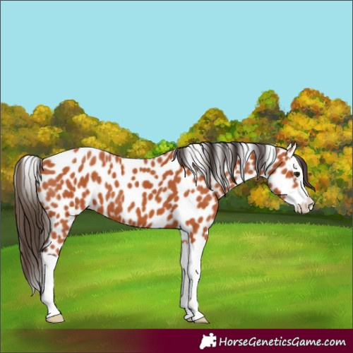 Horse Color:Bay Splash Leopard