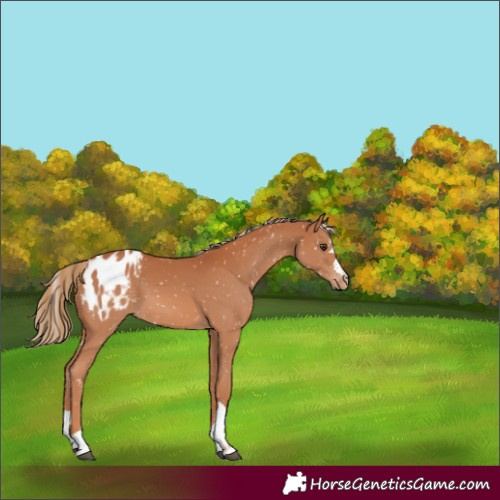 Horse Color:Chestnut Appaloosa