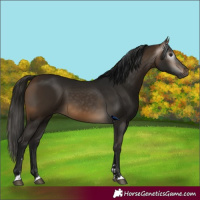 Horse Color:Gray Buckskin 