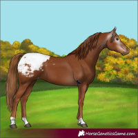 Horse Color:Gray Chestnut Appaloosa
