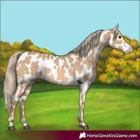 Horse Color:Chocolate Palomino Dun Appaloosa 