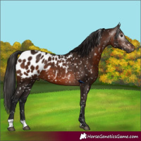Horse Color:Gray Bay Appaloosa 