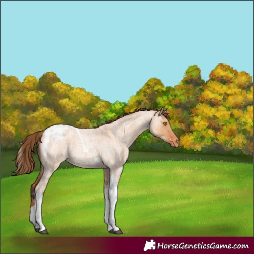 Horse Color:Bay Roan Dun Tobiano Appaloosa 