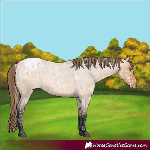 Horse Color:Bay Roan Dun Appaloosa 