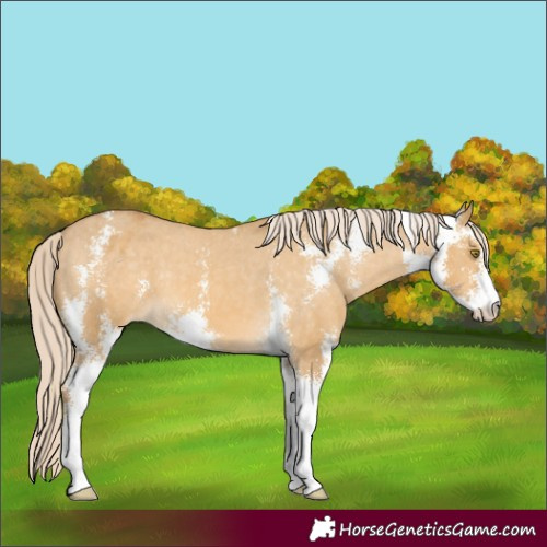 Horse Color:Palomino Dun Sabino Varnish 