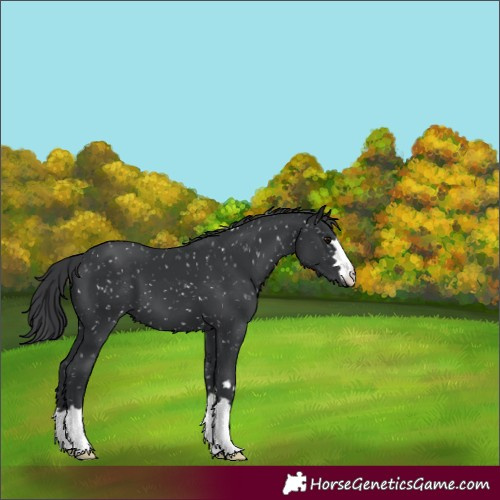 Horse Color:Black Appaloosa 