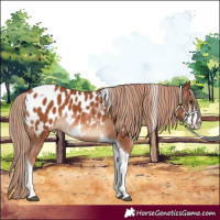 Horse Color:Chestnut Sabino Tobiano Appaloosa 