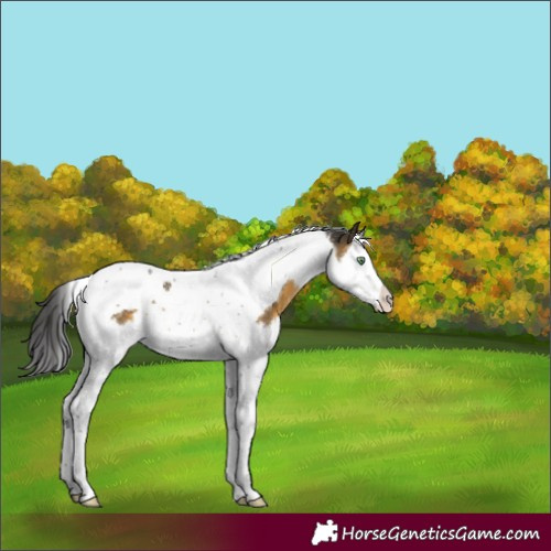 Horse Color:Buckskin Mushroom Splash Tobiano Appaloosa