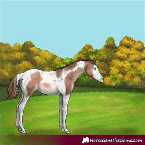 Horse Color:Brown Pearl Mushroom Splash Tobiano 