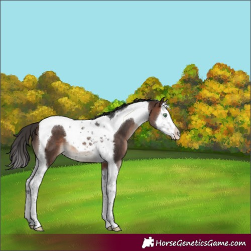 Horse Color:Brown Mushroom Splash Tobiano 