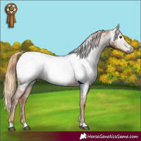 Horse Color:Gray Chestnut Near Fewspot Rabicano 