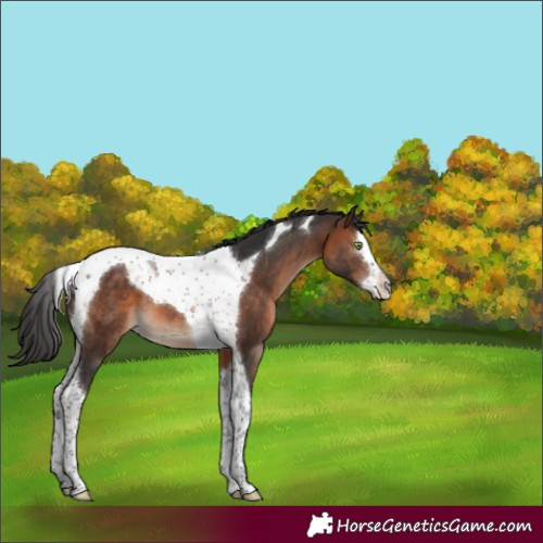 Horse Color:Brown Splash Tobiano 