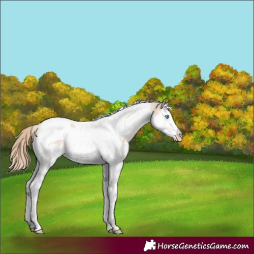 Horse Color:Perlino Mushroom Splash Tobiano 