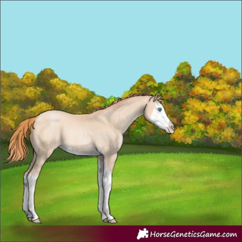 Horse Color:Buckskin Pearl Mushroom Splash 