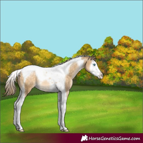 Horse Color:Buckskin Pearl Splash Tobiano 