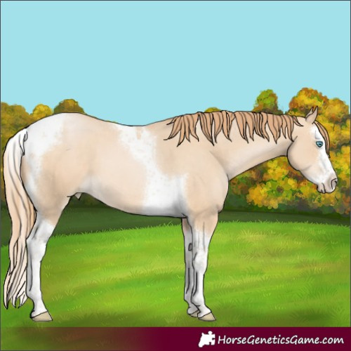 Horse Color:Buckskin Pearl Mushroom Splash Tobiano 