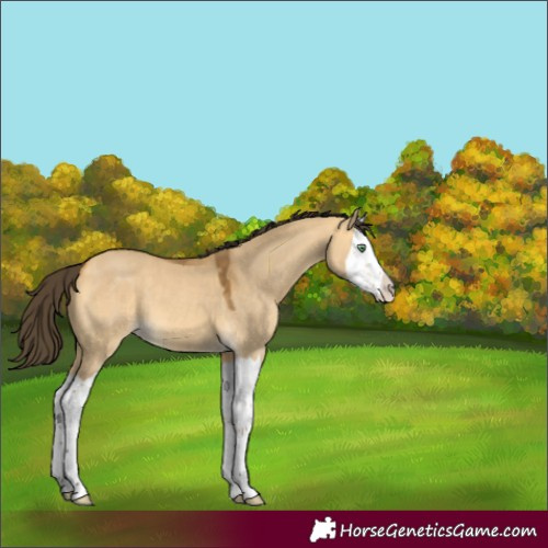 Horse Color:Buckskin Dun Splash 