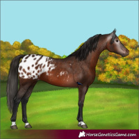 Horse Color:Gray Bay Appaloosa 