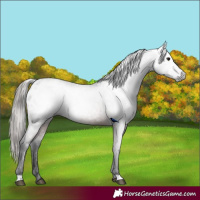 Horse Color:Gray Bay Appaloosa
