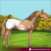 Horse Color:Chestnut Appaloosa