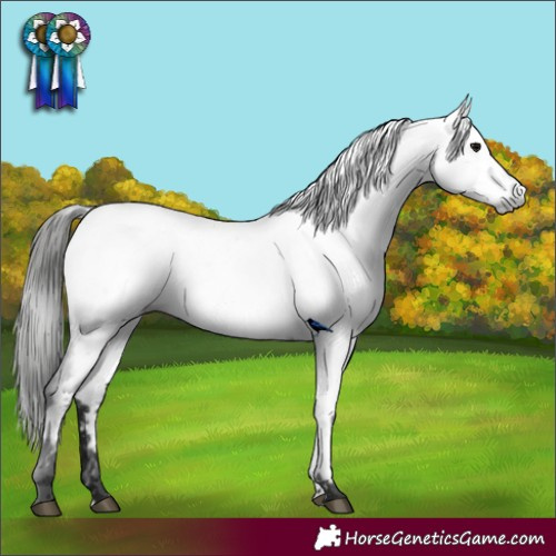 Horse Color:Gray Black Appaloosa 