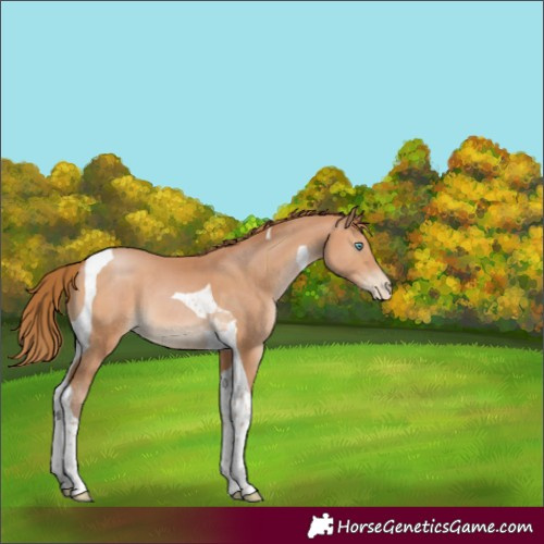 Horse Color:Bay Pearl Tobiano