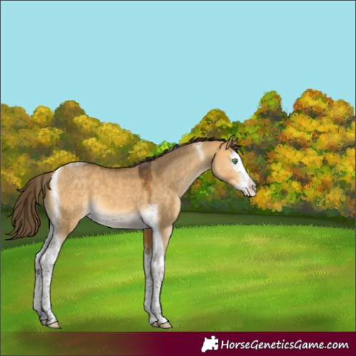 Horse Color:Buckskin Dun Splash Tobiano Appaloosa