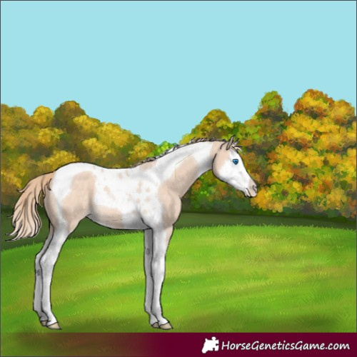 Horse Color:Perlino Splash Tobiano 