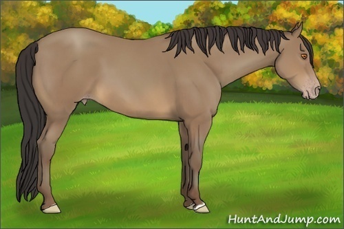 Horse Color:Sable Champagne 