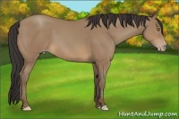 Horse Color:Sable Champagne