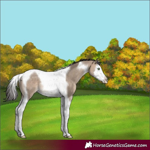 Horse Color:Bay Dun Splash Tobiano